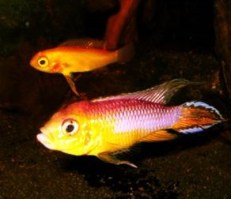 apistogramma agassizii fire red